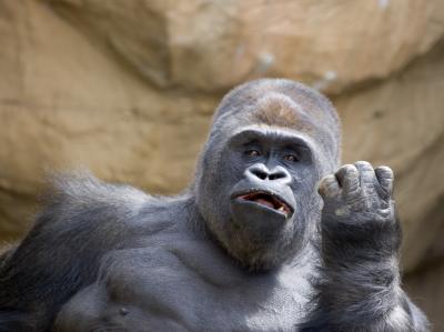 gorilla2.jpg