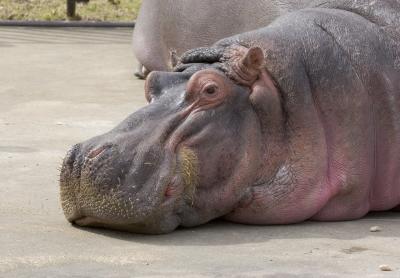 hippo.jpg