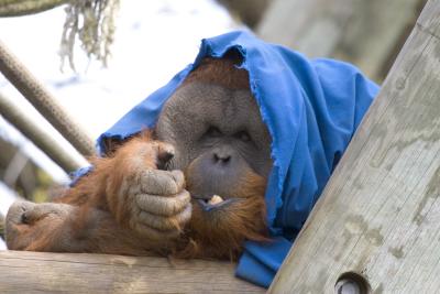 orang.jpg
