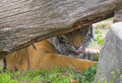 tiger.jpg
