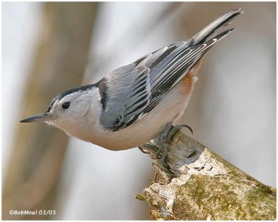 White Breasted Nuthatch