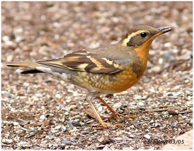 Varied Thrush-3 months later-First Year Female