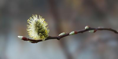> Buds and flowers