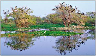 Bird Colonies, Keodaleo Ghana