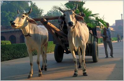 Bullock Cart, Agra