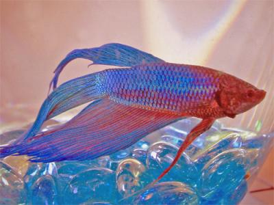 RedBlue