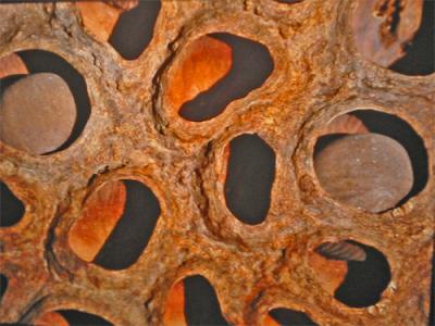 Water Lily Seed Pod