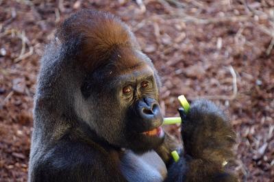 Male Gorilla eating celery.jpg