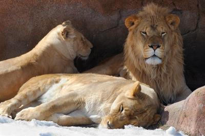 Three lions in winter den.jpg