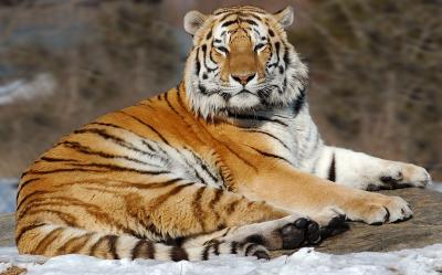 Tiger throne.jpg