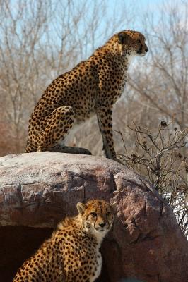 Two cheetahs watching.jpg