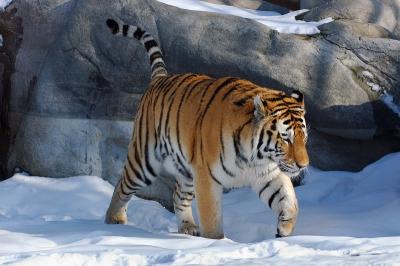 Walking tiger.jpg