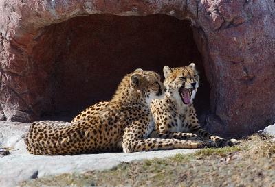 Yawning cheetah.jpg