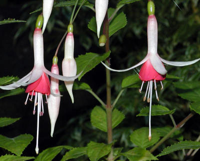 Fuschia