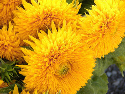 Furry Sunflowers