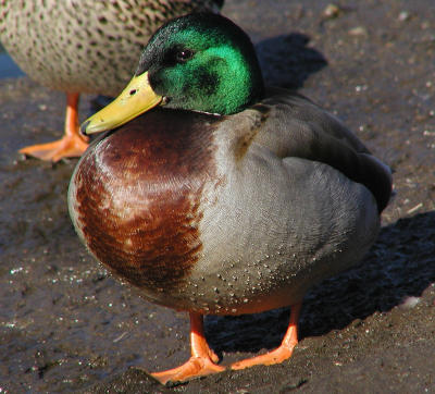 Mr. Mallard