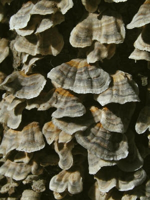 Turkeytails