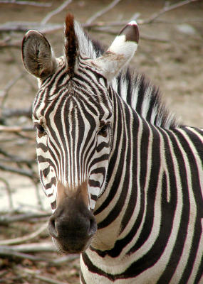 zebra