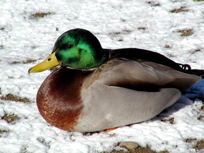 Mallard