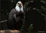 American Bald Eagle 2