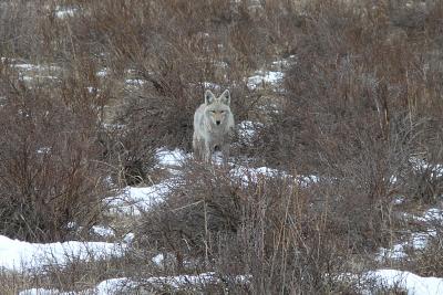 Coyote on the prowl