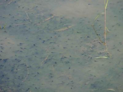 Tadpoles in the pond