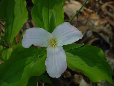 Trillium, the official flower of my province