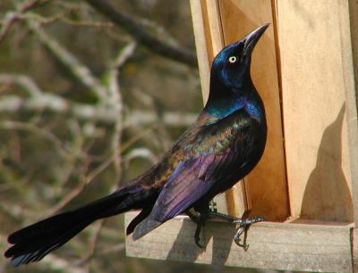 JPG CS UnBlack Bird P3202064.jpg