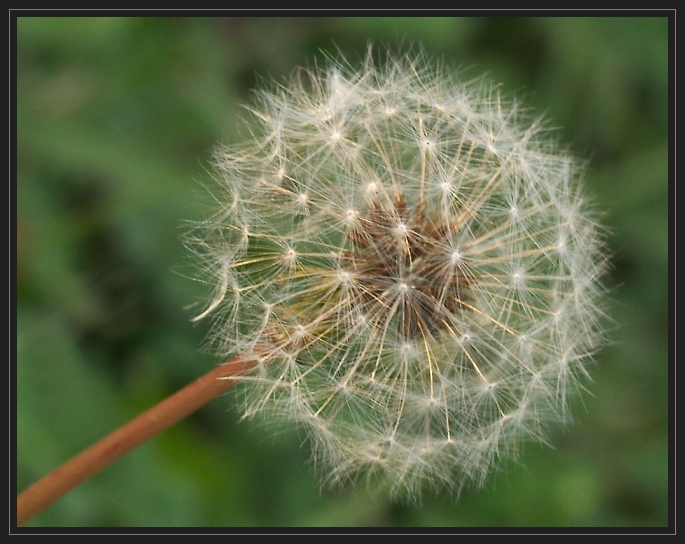 JPG SB Dandelion Puff PA082296.jpg