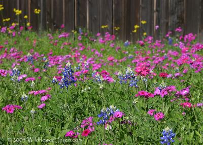 Bluebonnets and Drummond's phlox