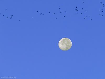 Fly By Moon