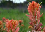 Prairie Paintbrush