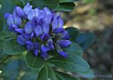 Mountain Laurel - Friedrich Pak