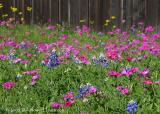 Bluebonnets and Drummonds phlox