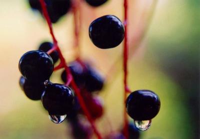 Black Cherries with Raindrops tb0804.jpg