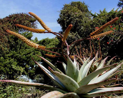 Aloe Plant in Bloom