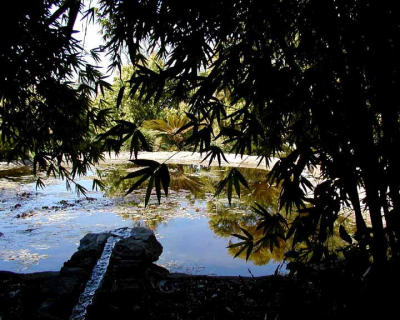 Tranquil Chinese Garden Pond