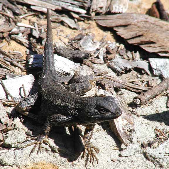 Leapin Lizard !!