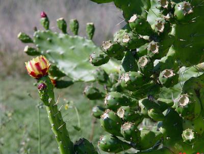 I reckon this plant's cactus