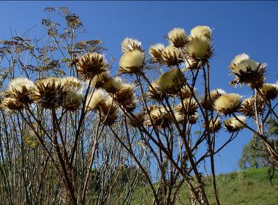 No clouds, but thistle have to do