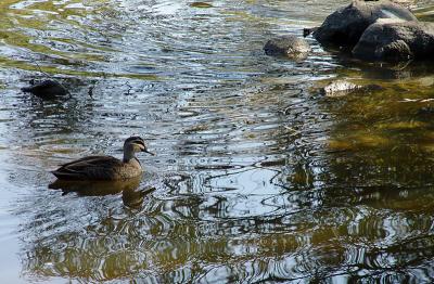 If I duck over here, things'll calm down