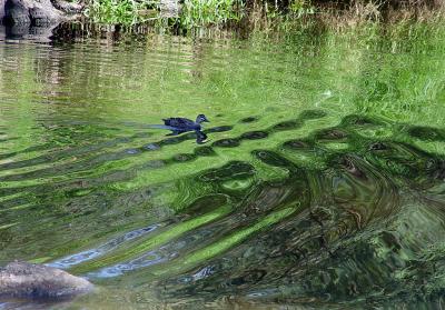 Ripples in time