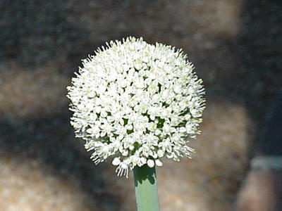 Vidalia Onion flower