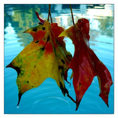 Cleaning the Pool II