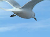 Passing gull