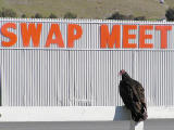Vulture at the swap meet