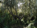 Elfin forest oak tree
