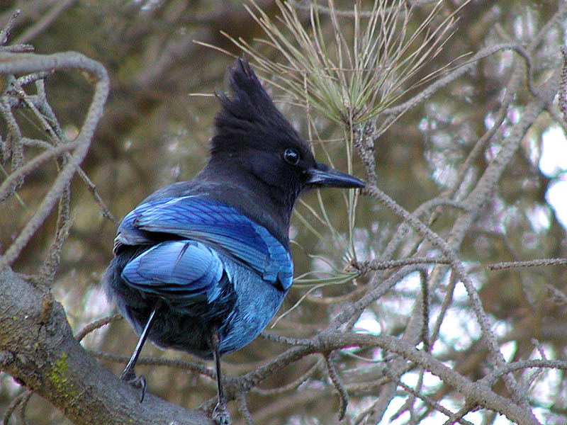 Stellers Jay