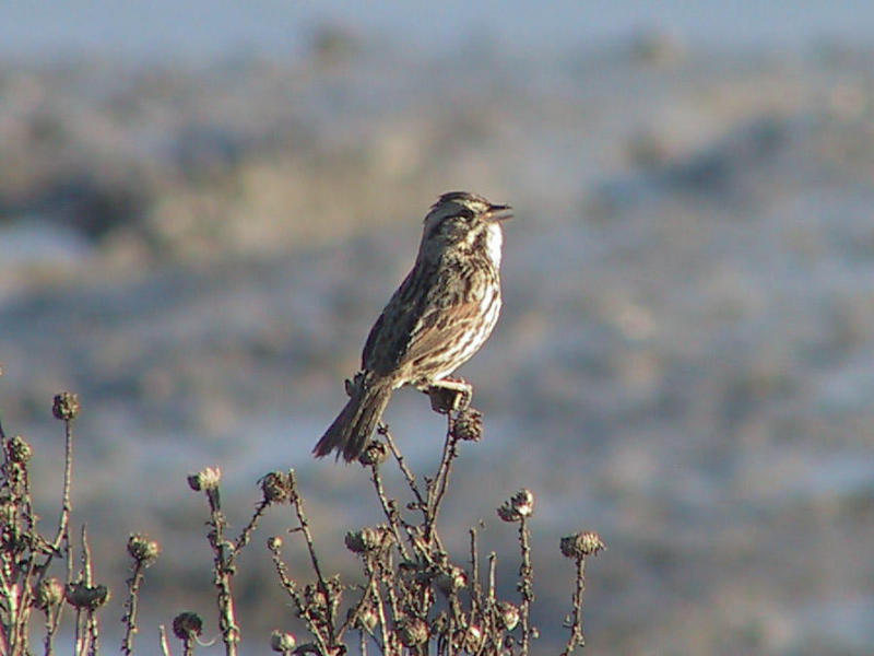 Song Sparrow