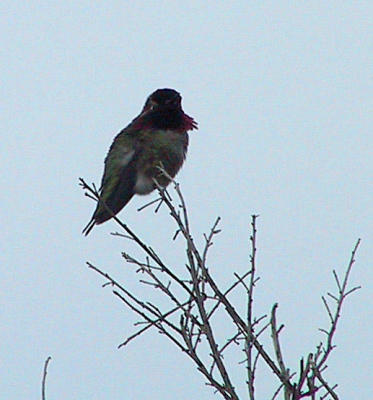 Anna's Hummingbird at Oak Grove